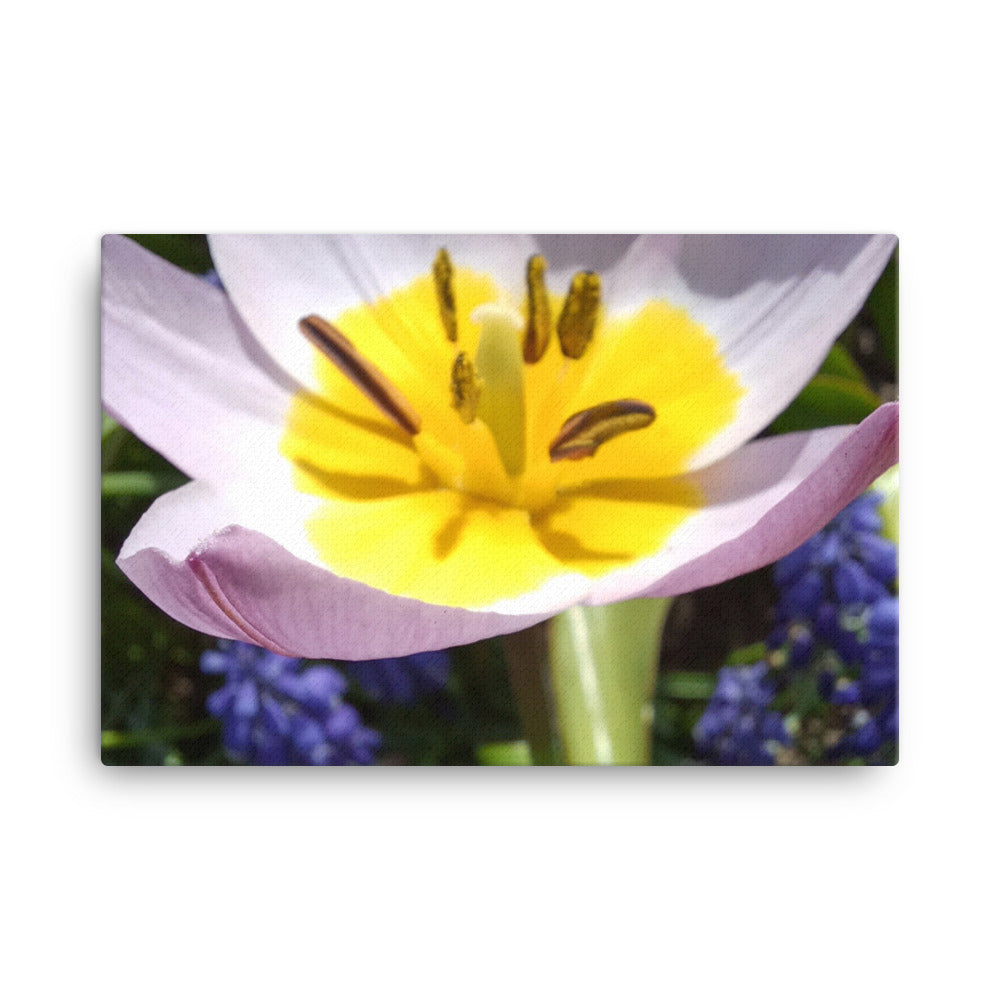 AFC Kidz Art™ Canvas